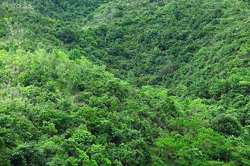 Image showing Forest in mountian