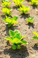 Image showing Young lettuce field