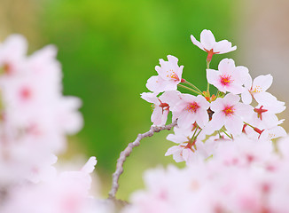 Image showing Sakura