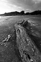 Image showing Drift wood