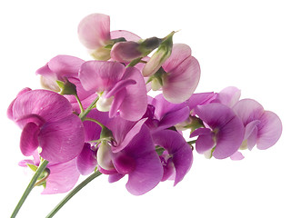 Image showing sweet pea