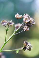 Image showing Withered plant