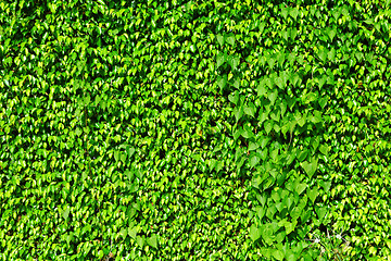 Image showing Green ivy plant on wall