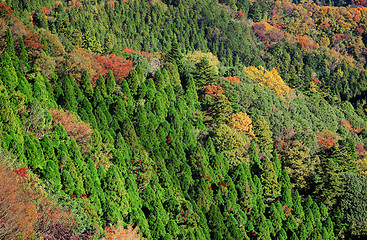 Image showing Mountain jungle in Autumn