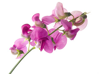 Image showing sweet pea