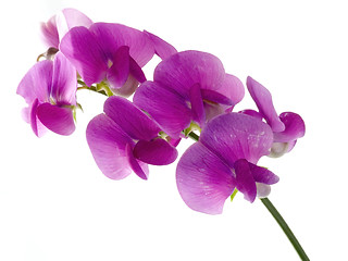 Image showing sweet pea