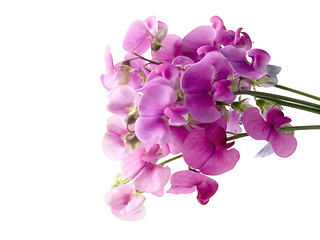 Image showing sweet pea