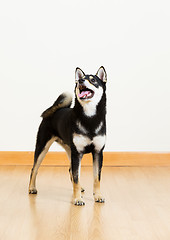 Image showing Black shiba