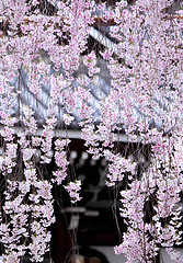 Image showing Weeping sakura with japanese temple