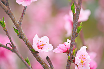 Image showing Pink sakura close up