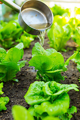 Image showing Fertilization of lettuce