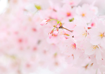 Image showing Sakura blossom