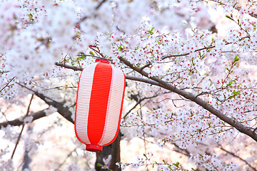 Image showing Red lantern and sakura