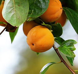 Image showing Persimmon tree