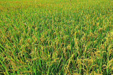 Image showing Paddy rice plant field