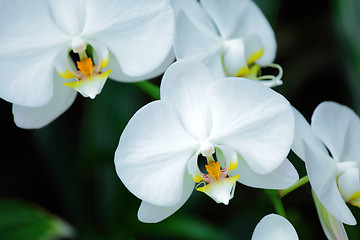 Image showing White orchid