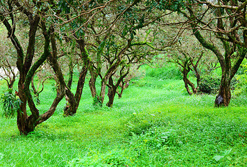 Image showing Forest