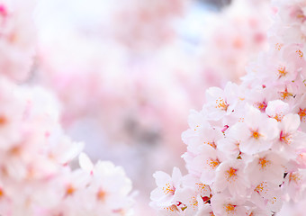 Image showing Sakura