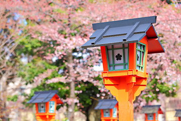 Image showing Sakura with red lantern