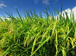 Image showing Paddy rice field