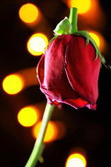 Image showing Wilted red rose