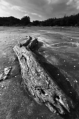 Image showing Drift wood