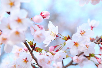 Image showing Sakura tree