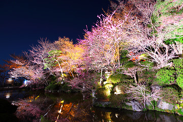 Image showing Sakura and river at night