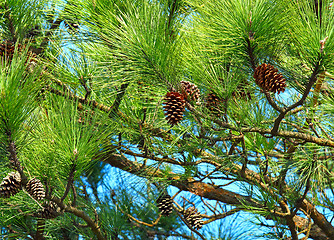 Image showing Pine tree and pine cone