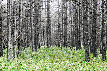 Image showing Pine tree forest