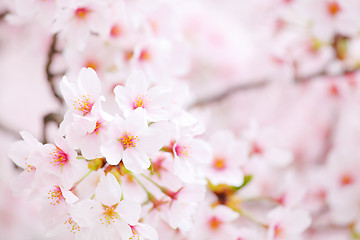Image showing Sakura blossom