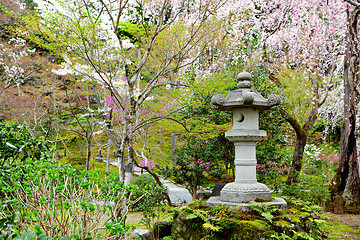 Image showing Sakura in garden