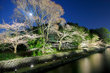 Image showing Sakura tree with lake at night