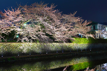 Image showing Sakura tree in Kyoto at night 