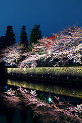 Image showing Sakura tree and lake reflection at night