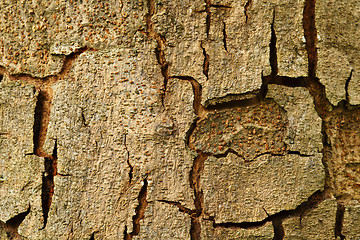 Image showing Tree trunk