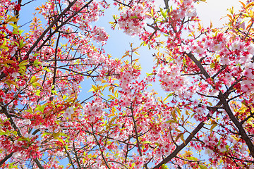 Image showing Sakura with blue sky