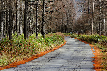 Image showing Pathway in pine tree forest