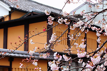 Image showing Sakura tree and traditional japanese house