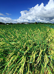 Image showing Paddy rice field