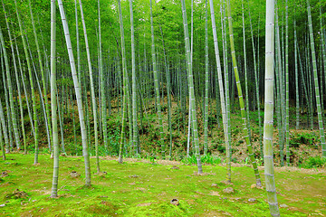 Image showing Bamboo tree