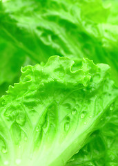 Image showing Green lettuce close up