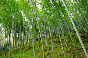 Image showing Bamboo jungle