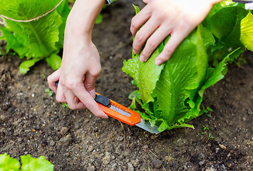 Image showing Agriculture of lettuce in field