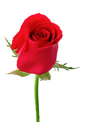 Image showing One red rose