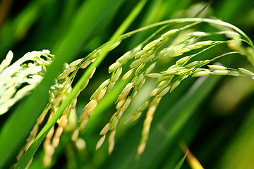 Image showing Paddy rice close up