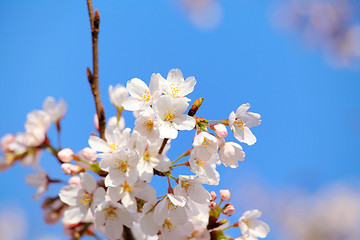 Image showing Sakura with blue sky