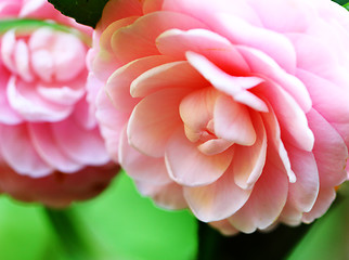 Image showing Camellia