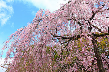 Image showing Sakura tree in Japan