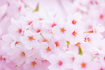 Image showing Pink sakura